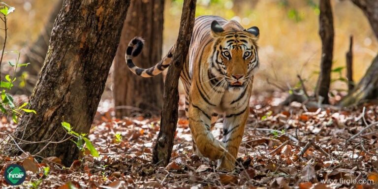 Bandhavgarh safari
